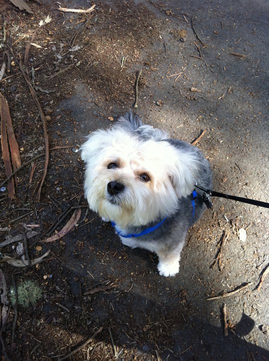 Teddy