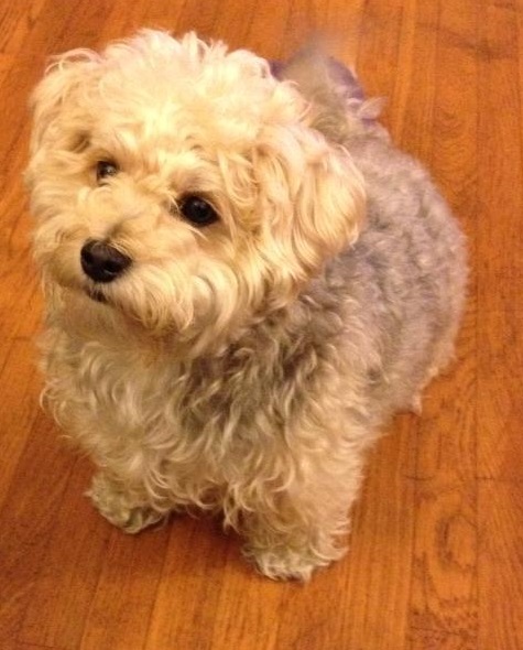 Teddy